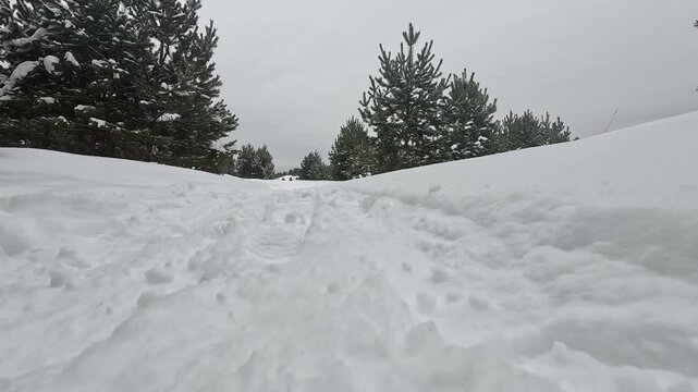 Snow-Covered Pathway in a Tranquil Winter Landscape Surrounded by Pine Trees Under a Cloudy Sky
