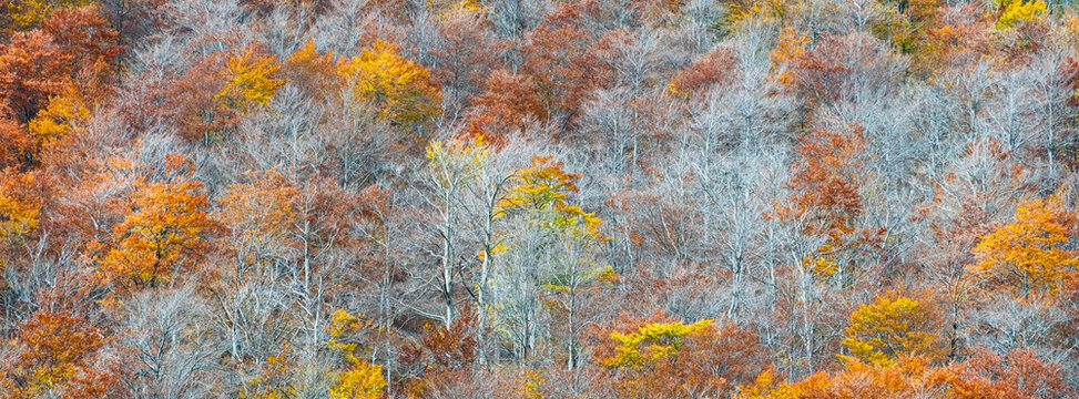 Autumn forest with vibrant orange and yellow foliage covers mountain slopes, providing authentic wilderness tourism destination throughout the season in the Julian Alps,Tarvisio,Friuli,Italy.