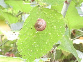 snail on a leaf © jorgysmeta