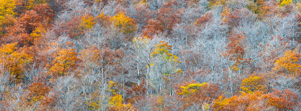 Autumn forest landscape with vibrant orange and yellow foliage showcases the natural tourism destination during the scenic fall season in wilderness. Julian Alps, Tarvisio, Friuli, Italy.