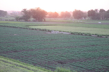 Sunset, Green Land, and Houses © Fady