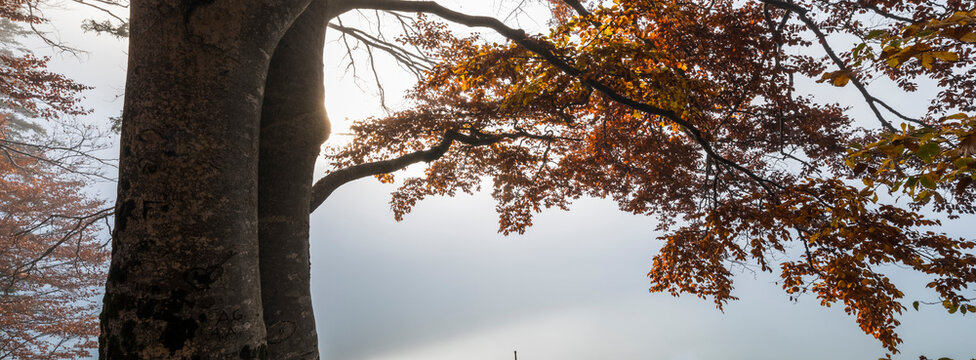 Autumn woods tree with vibrant golden foliage glowing against misty foggy sky, outdoor nature tourism destination for tranquil exploration, Julian Alps, Predil lake, Tarvisio, Friuli, Italy.