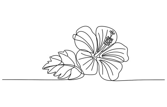 Continuous single line drawing of a hibiscus flower with leaves Vector, illustration