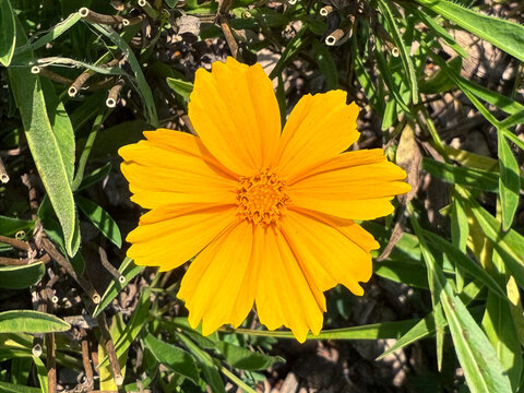 Coreopsis auriculata