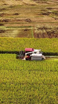 Vertical Video: Rear view of a combine harvester expelling chopped straw and chaff during rice harvest in golden field