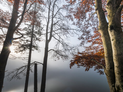 Autumn trees with vibrant golden foliage and sun rays over the foggy Predil Lake, a serene nature tourism destination in Julian Alps, Predil lake, Tarvisio, Friuli, Italy. Scenic landscape!