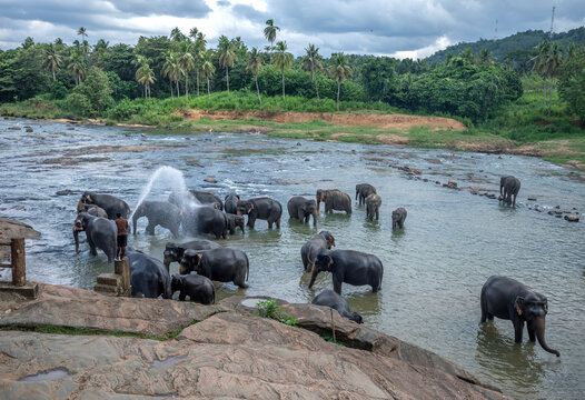 Elephants from the Pinnawala Elephant Orphanage bathe in the Maha Oya River at Pinnawala in Sri Lanka.