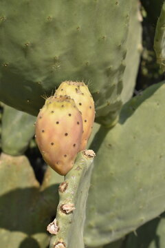 Close-up of a prickly pear cactus with ripe orange fruits on a bright sunny day