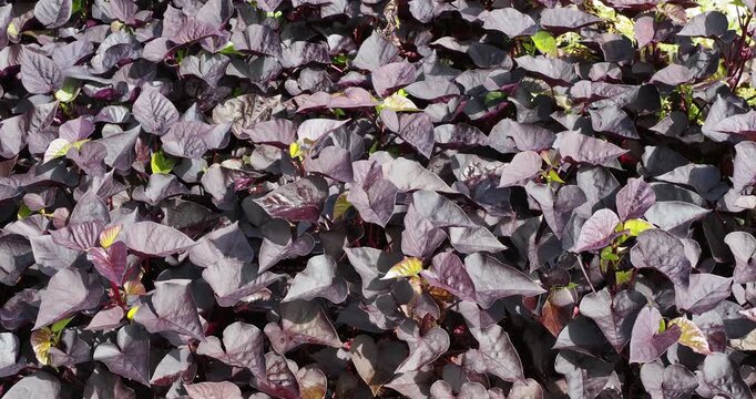 Ipomoea batatas ' Sweet Caroline Sweetheart Jet Black' | Ornamental Sweet Potato Vine adorned with trailing dense attractive heart-shaped black purple leaves 