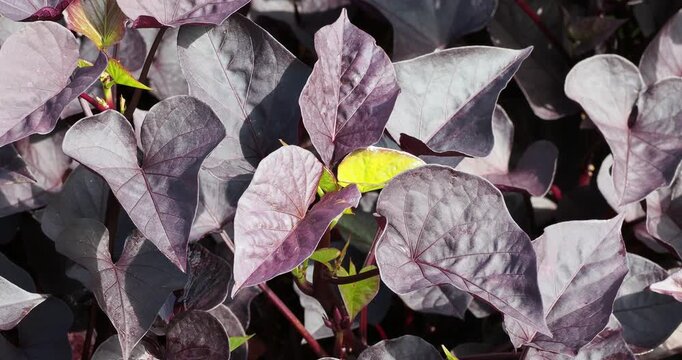 Ipomoea batatas  | Sweet potato - Brazilian arrowroot - Spanish potato. Tropical plant cultivated for its orange-fleshed edible tubers and its decorative purple foliage as onamental ground cover
