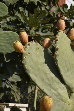 Ripe orange prickly pear cactus fruits on a plant pad under bright summer sunlight, opuntia 