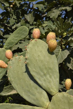 Ripe orange prickly pear cactus fruits on a plant pad under bright summer sunlight, opuntia 