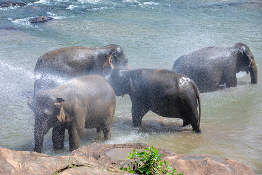 Elephants from the Pinnawala Elephant Orphanage being sprayed with water whilst bathing in the Maha Oya River at Pinnawala in Sri Lanka.