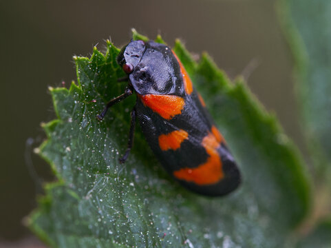 Macro shot of a black-and-red froghopper (Cercopis vulnerata) sitting on a green leaf in wild nature.