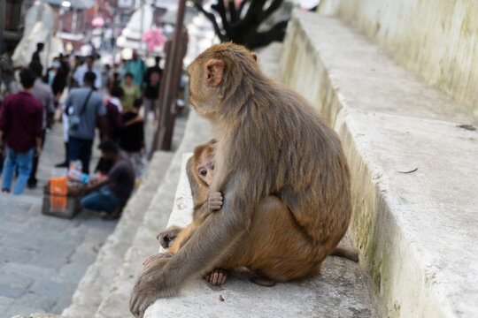 Baby monkey is adorabble❤️😊