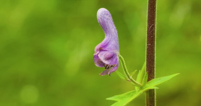 4k video; Close up of purple Monkshood (Aconitum septentionale) flower swaying gently in the wind, Norway 