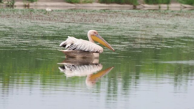 Great white pelican (Pelecanus onocrotalus) foraging in a slow-flowing river with aquatic vegetation