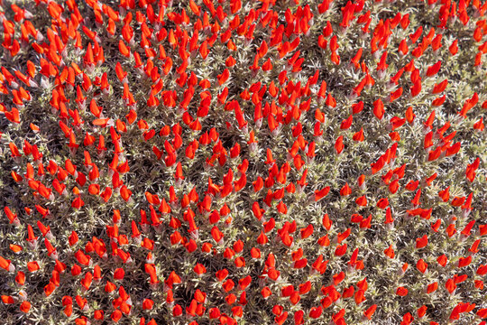 Close up of the bright red flowers of flowering Guanaco bush (Anarthrophyllum desideratum), Torres del Paine National Park, Chile