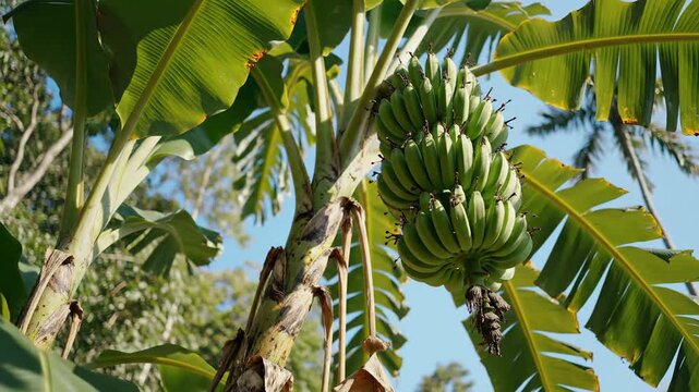 Banana tree with green fruit bunch growing in tropical sunlight