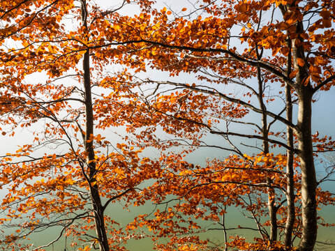 Autumn foliage framing a serene mountain lake offers nature tourism inspiration, highlighting vibrant outdoor travel exploration within the Julian Alps, Predil lake, Tarvisio, Friuli, Italy.