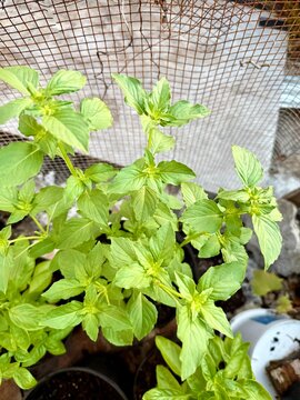 Lemon basil that I grow in East End, Grand Cayman, Cayman Islands. Thriving and so healthy even though it is really hot. 