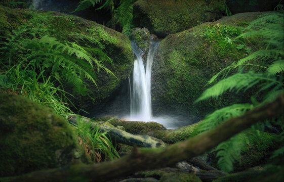 Small stream with water cascading down mossy rocks in a forest, framed with fern plants and logs