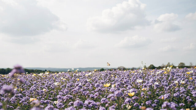 Beautiful Purple Wildflowers Field Under Blue Sky With Butterfly Flying Through Blooming Landscape