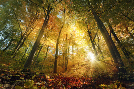 Sun burst with bright beams shining through majestic trees in the colorful forest in autumn. Backlit wide-angle landscape shot with vibrant fall colors, sunlight and shadows 