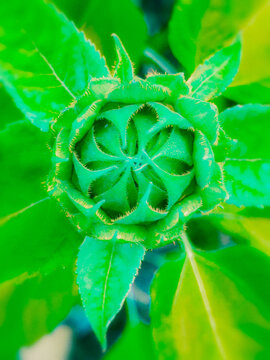 water drops on green leaf