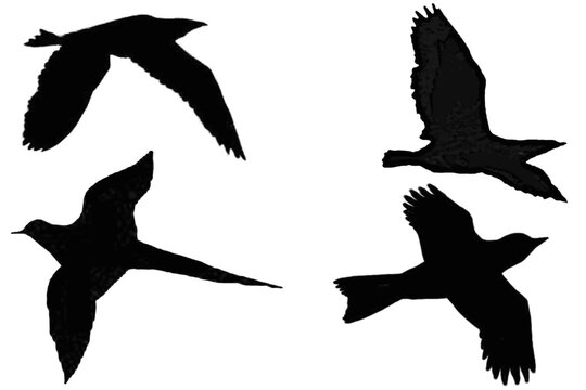 Black bird silhouettes in flight, set of 4 flying bird icons, dark avian shapes on white background, minimalist nature graphics