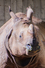 White rhinoceros, also known as the white rhino or square-lipped rhinoceros (Ceratotherium simum) © Alberto Giron 