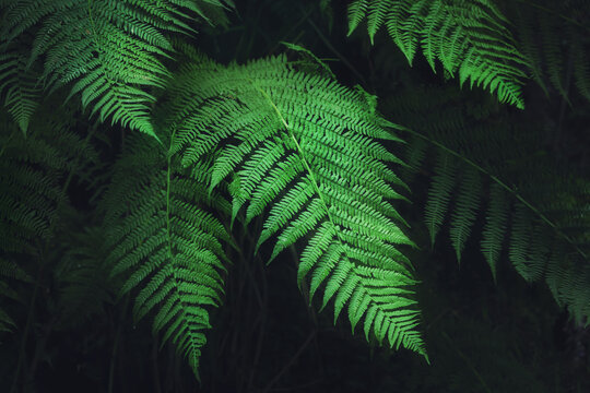 Fern leaves in nature. Forest plants in high contrast standing out against the dark natural background.