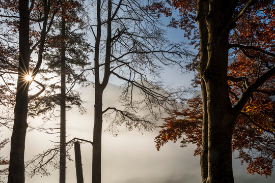 Autumn forest trees with vibrant golden foliage and misty mountain landscape at sunrise for travel tourism, capturing a serene natural destination, Julian Alps, Predil lake, Tarvisio, Friuli, Italy.