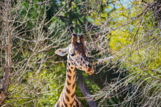 Rothschild's giraffe (Giraffa camelopardalis rothschildi)