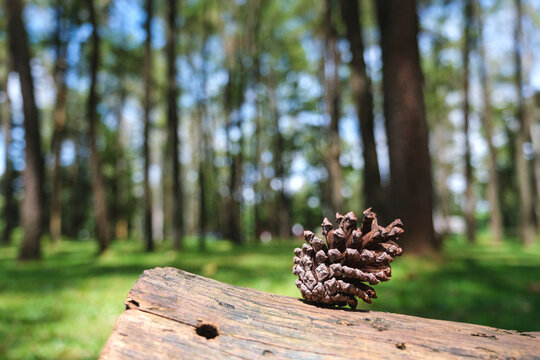 A pine cone on wooden log in the forest