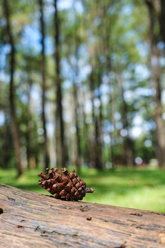 A pine cone on wooden log in the forest