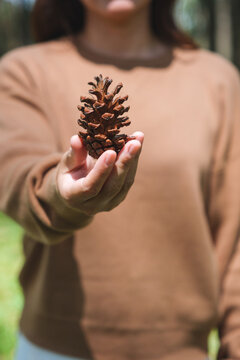 Closeup of a woman holding and showing pine cone