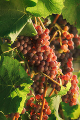 Naklejka premium Grape vine with ripe red grapes ready to be harvested and green leaves, warmly illuminated by the gentle sunlight 