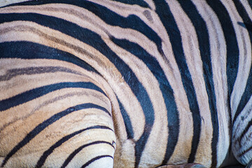 Burchell's zebra (Equus quagga burchellii) © Alberto Giron 