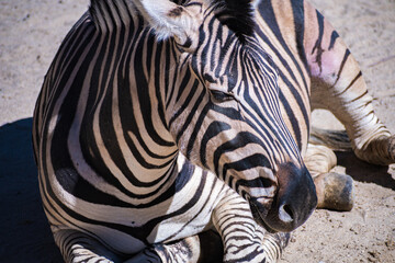 Burchell's zebra (Equus quagga burchellii) © Alberto Giron 