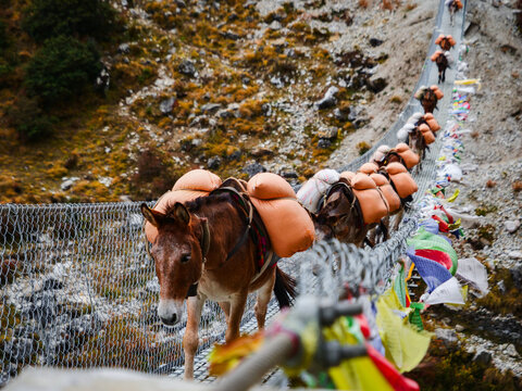 A caravan of pack mules carrying heavy cargo loads across a high suspension bridge in the Himalayas