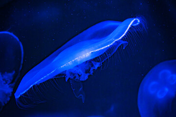 Aurelia aurita (also called the common jellyfish, moon jellyfish, moon jelly, northern moon jelly or saucer jelly) © Alberto Giron 