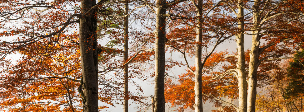 Autumn forest with vibrant golden orange foliage on dense trees in a misty mountain wilderness for outdoor tourism and scenic nature exploration, Julian Alps, Predil lake, Tarvisio, Friuli, Italy.