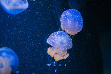 Phyllorhiza punctata (jellyfish, also known as the floating bell, Australian spotted jellyfish, brown jellyfish or the white-spotted jellyfish) © Alberto Giron 
