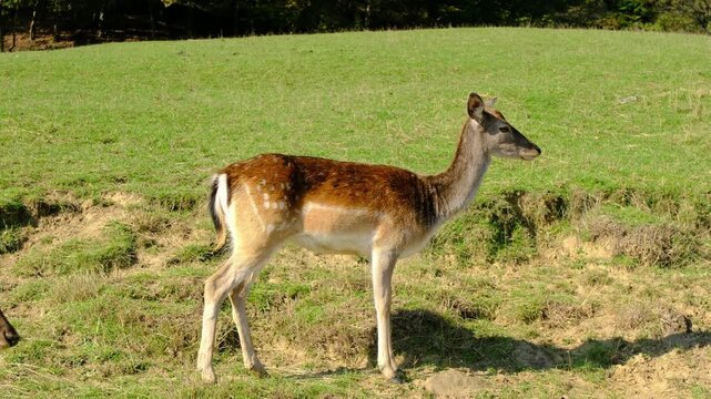 Large group of beautiful spotted deer grazes together on lush green hillside pasture. Jelenov Greben farm provides natural habitat for peaceful animals during sunny day.