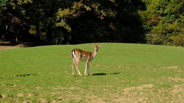 Large group of beautiful spotted deer grazes together on lush green hillside pasture. Jelenov Greben farm provides natural habitat for peaceful animals during sunny day.