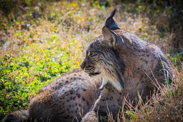 Iberian lynx (Lynx pardinus) © Alberto Giron 
