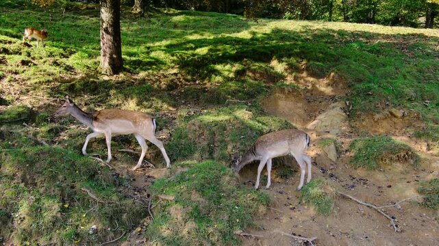 Large group of beautiful spotted deer grazes together on lush green hillside pasture. Jelenov Greben farm provides natural habitat for peaceful animals during sunny day.