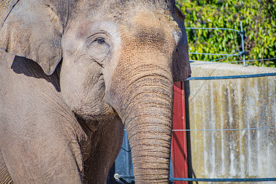  Asian elephant (Elephas maximus)