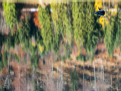 A lone black cormorant perches on a rock in a lake reflecting vibrant autumn forest foliage, emphasizing nature tourism and wilderness exploration, Julian Alps, Predil lake, Tarvisio, Friuli, Italy.